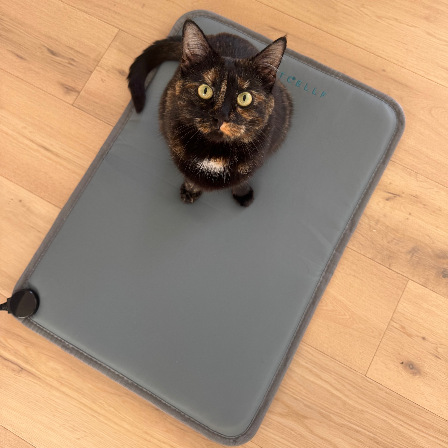 Cat on PEMF mat