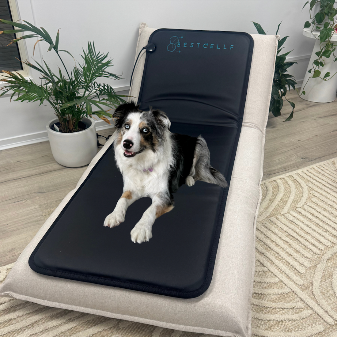 PEMF for Pets: A Holistic Approach