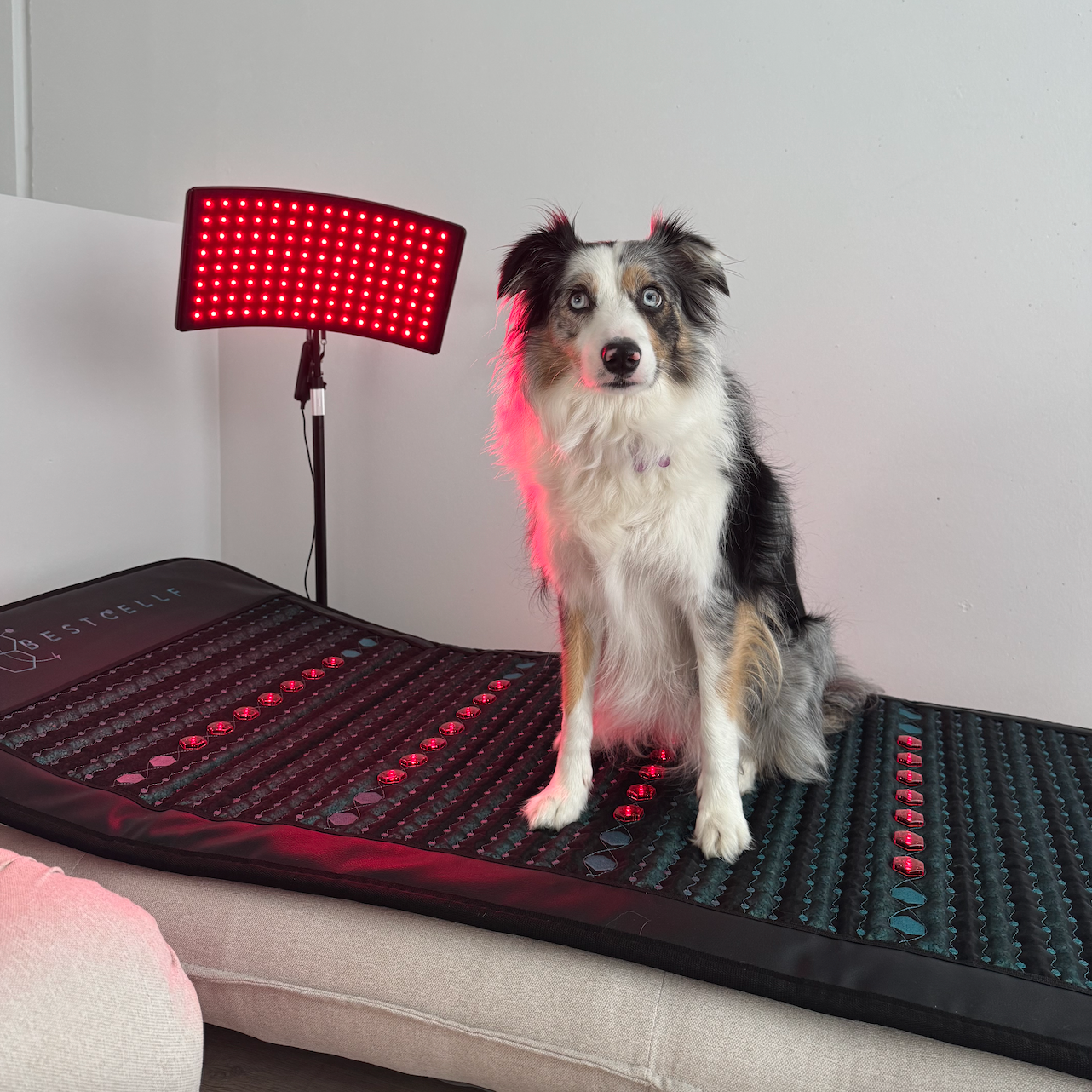 Skye on PEMF mat with red light